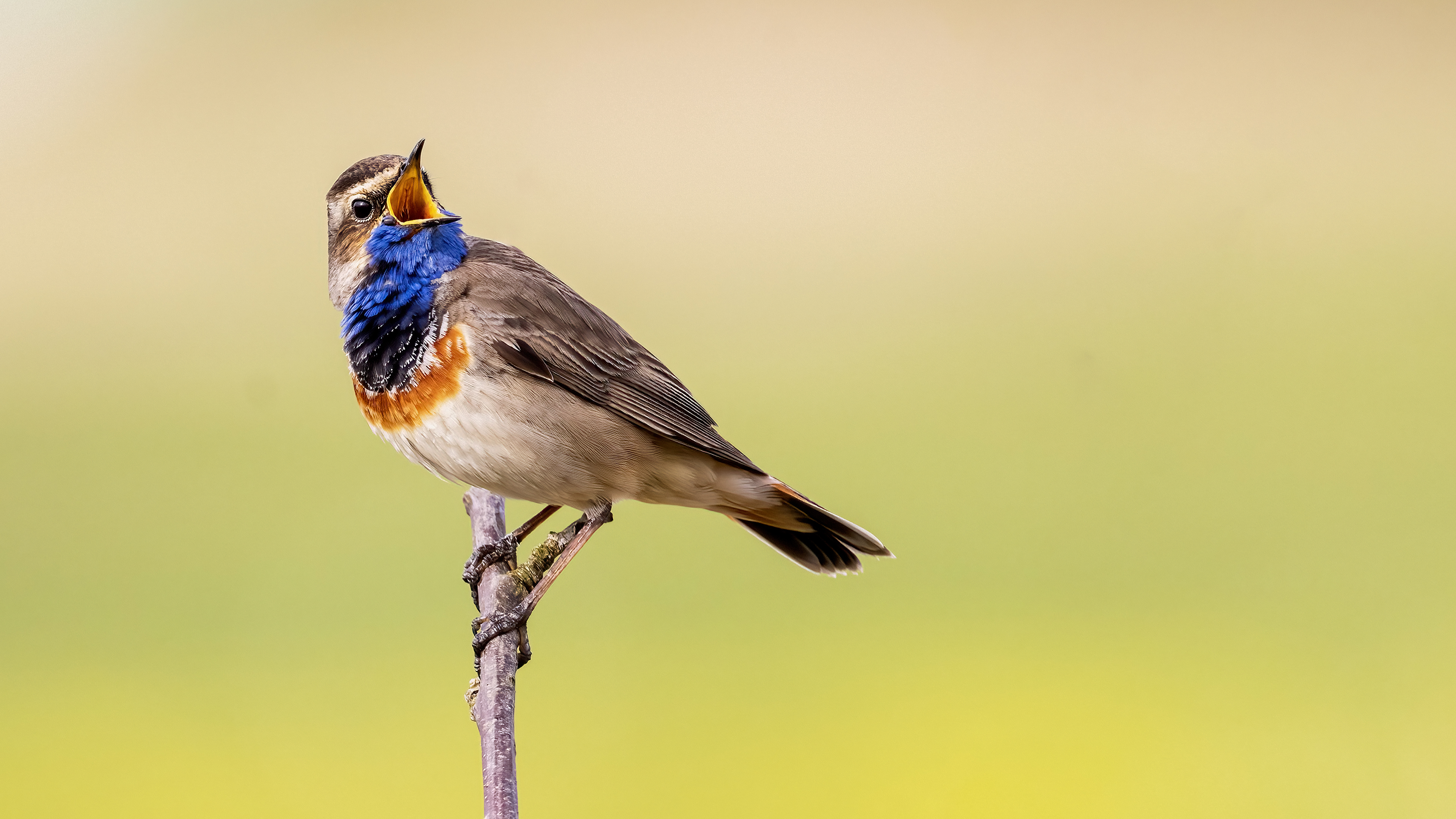 Bluethroat